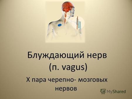 Блуждающий нерв (п. vagus) X пара черепно- мозговых нервов.