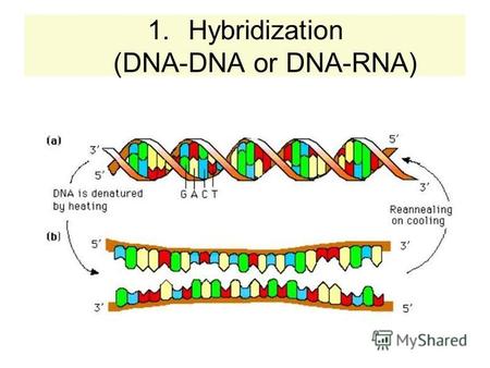 1.Hybridization (DNA-DNA or DNA-RNA). HYBRIDIZATION? – Yes, it is about this familiar picture.