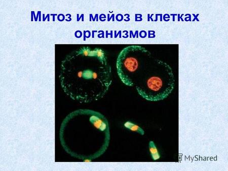 Митоз и мейоз в клетках организмов. Строение хромосом.