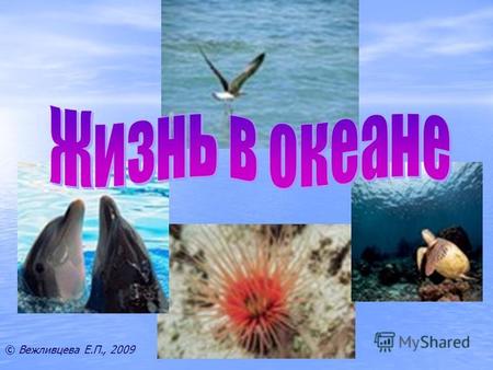 © Вежливцева Е.П., 2009. Цель: сформировать представление о распространении организмов в Мировом океане и условиях жизни в водной среде.