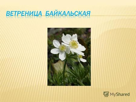 ВЕТРЕНИЦА БАЙКАЛЬСКАЯ Ветреница байкальская относится к виду многолетних цветковых растений, относится к роду Ветреница, семейства Лютиковые. К этому.
