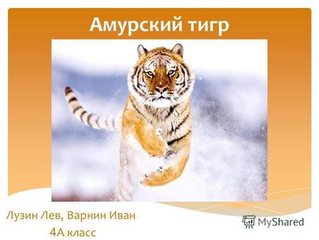 Амурский тигр Лузин Лев, Варнин Иван 4 А класс. Спасибо за внимание!