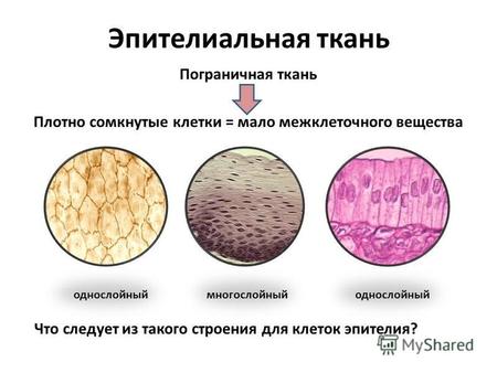 Эпителиальная ткань Пограничная ткань Плотно сомкнутые клетки = мало межклеточного вещества однослойный многослойный Что следует из такого строения для.