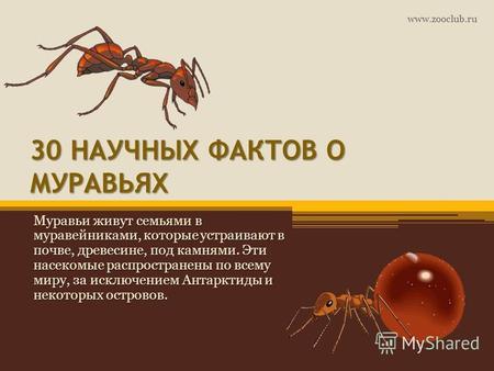 30 НАУЧНЫХ ФАКТОВ О МУРАВЬЯХ Муравьи живут семьями в муравейниками, которые устраивают в почве, древесине, под камнями. Эти насекомые распространены по.