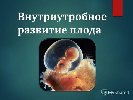 Внутриутробное развитие плода. В последнее время в медицинской литературе все чаще появляются сведения о развитии органов и систем еще не родившегося.