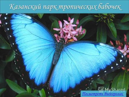 Казанский парк тропических бабочек Посмотреть Видеоролик.