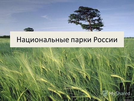 Национальные парки России. В России существуют 101 заповедник и 43 национальных парка, которые вместе занимают площадь 110000 кв.км(около 2% площади Российской.