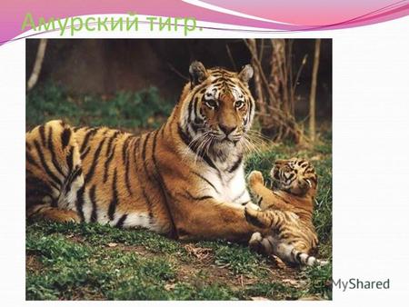 Амурский тигр.. Амурский тигр самый крупный тигр в мире. И единственный из тигров, освоивший жизнь в снегах. Амурский тигр один из самых малочисленных.