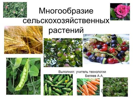 Многообразие сельскохозяйственных растений Выполнил: учитель технологии Беляев А.А.