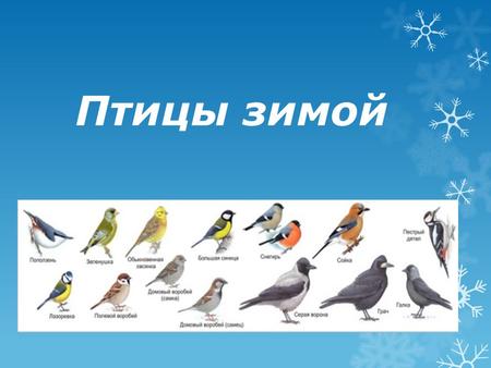 Птицы зимой.