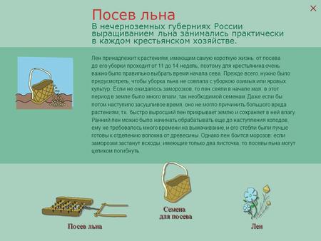 Посев льна Семена для посева Лен В нечерноземных губерниях России выращиванием льна занимались практически в каждом крестьянском хозяйстве. Лен принадлежит.