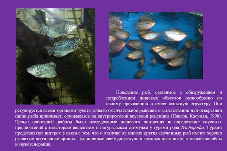 Поведение рыб, связанное с обнаружением и потреблением пищевых объектов разнообразно по своему проявлению и имеет сложную структуру. Оно моро регулируется.