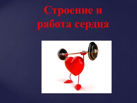 Строение и работа сердца. Положение сердца в грудной клетке. Особенности сердечной мышцы. Регуляция сердечных сокращений. Размеры сердца составляют 0,47%