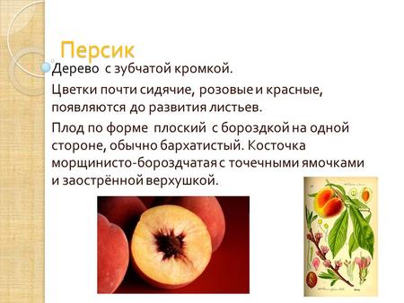 Персик Дерево с зубчатой кромкой. Цветки почти сидячие, розовые и красные, появляются до развития листьев. Плод по форме плоский с бороздкой на одной стороне,