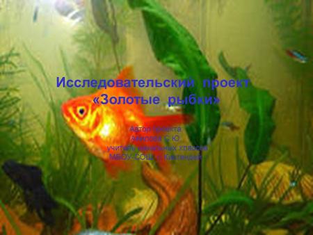 Исследовательский проект «Золотые рыбки» Автор проекта: Авилова С.Ю. учитель начальных классов МБОУ-СОШ с.Кистендей.