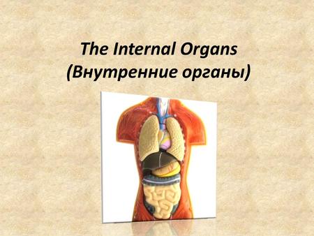 The Internal Organs (Внутренние органы). brain(мозг)