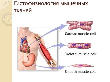 Гистофизиология мышечных тканей. Зачем учить мышечные ткани ?