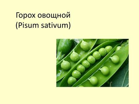 Горох овощной (Pisum sativum). Родоначальником гороха овощного (Pisum sativum) является горох высокий (Pisum elatius). Первичным центром происхождения.
