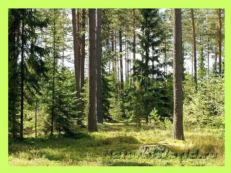Лес - природное сообщество Лишайники и мхи Травы Травы Кустарники Деревья.