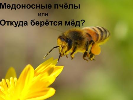 Медоносные пчёлы или Откуда берётся мёд? Медоносные пчёлы живут огромными семьями, которые насчитывают десятки тысяч особей. Каждая семья имеет свой.