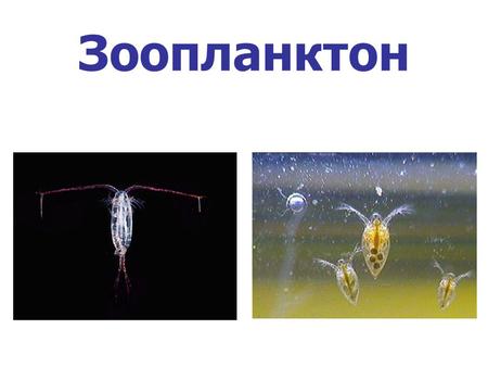 Зоопланктон. Основные виды зоопланктона Царство Простейших (микрозоопланктон) – одноклеточные 1.Жгутиковые (Flagellates) 2. Саркодовые (амебовидные формы)