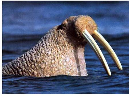 Морж[1] (лат. Odobenus rosmarus) морское млекопитающее, единственный современный вид семейства моржовых (Odobenidae), традиционно относимого к группе.
