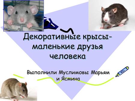 Декоративные крысы- маленькие друзья человека Выполнили Муслимовы Марьям и Ясмина.