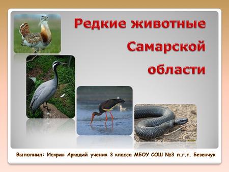 Редкие животные Самарской области