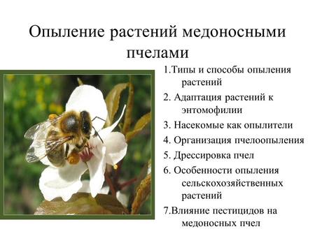 Опыление растений медоносными пчелами 1.Типы и способы опыления растений 2. Адаптация растений к энтомофилии 3. Насекомые как опылители 4. Организация.