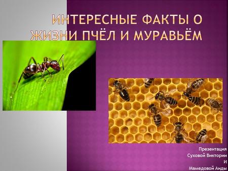 Презентация Суховой Виктории И Мамедовой Аиды. Пчел можно встретить на всех континентах, кроме Антарктиды, в любой среде обитания на планете, которая.