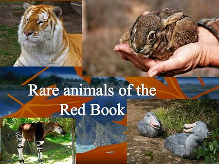 Животные из Красной Книги