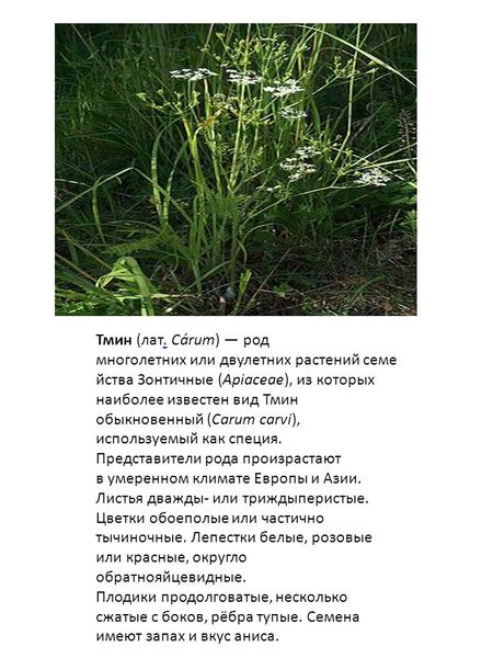 Тмин (лат. Cárum) род многолетних или двулетних растений семе йства Зонтичные (Apiaceae), из которых наиболее известен вид Тмин обыкновенный (Carum carvi),