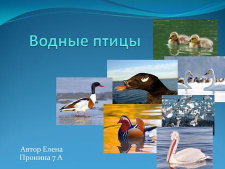 Автор г.Калининград  Елена Пронина 7 А школа №43 . Водоплавающие птицы 
