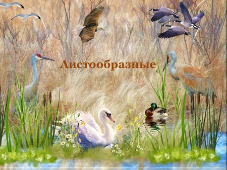 Аистообразные. Аистообразные отряд птиц очень разнообразных по внешнему виду, отличающихся более или менее длинными и тонкими бродными ногами (лишь редко.