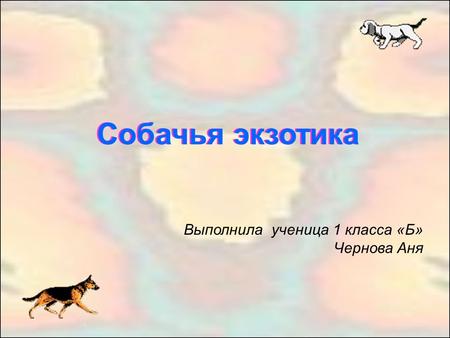 Собачья экзотика Выполнила ученица 1 класса «Б» Чернова Аня.