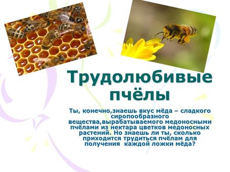 Трудолюбивые пчёлы Ты, конечно,знаешь вкус мёда – сладкого сиропообразного вещества,вырабатываемого медоносными пчёлами из нектара цветков медоносных растений.