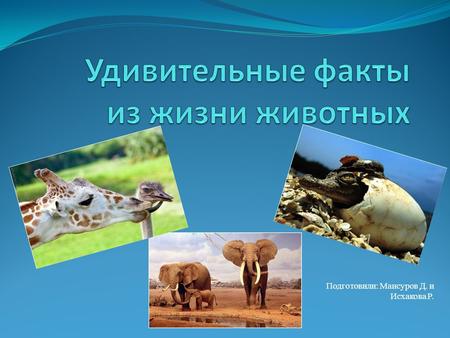 Подготовили: Мансуров Д. и Исхакова Р.. Желудки крокодилов полны камней. В первую очередь это обусловлено диетой хищников. Среди их повседневной пищи.