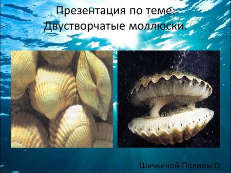 Презентация по теме: Двустворчатые моллюски. Шичкиной Полины:D.