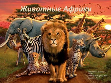 Животные Африки 1650+15%1650+15% Подготовила-ученица 7 класса МБОУ Красногорская ООШ Браткевич Яна.