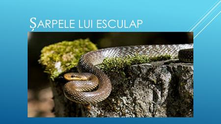 ARPELE LUI ESCULAP. arpele lui Esculap este un arpe neveninos din familia colubride ( Colubridae ) r ă spândit în centrul i sudul Europei (inclusiv în.
