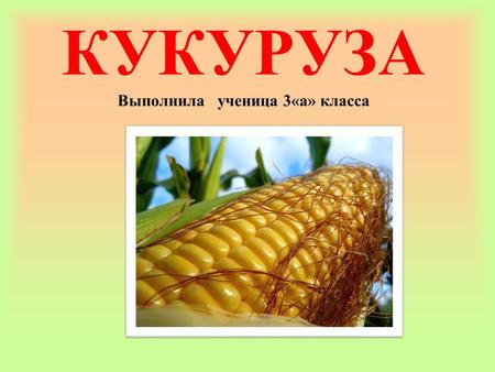 КУКУРУЗА Выполнила ученица 3«а» класса. Применение кукурузы в медицине Применение кукурузы в кулинарии Кукуруза – один из популярнейших пищевых продуктов.