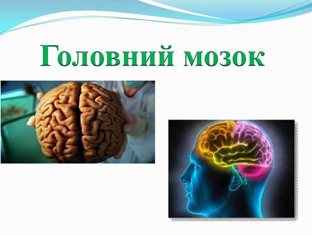Довгастий мозок Міст Середній мозок Проміжний мозок Таламус Епіфіз Гіпоталамус Гіпофіз Великі півкулі головного мозку.