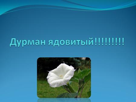 На вид венчик дурмана очень красивый, но это растение ядовито, особенно его семена!!!!!! Растение распространено на юго-востоке, в Астраханской, Волгоградской.