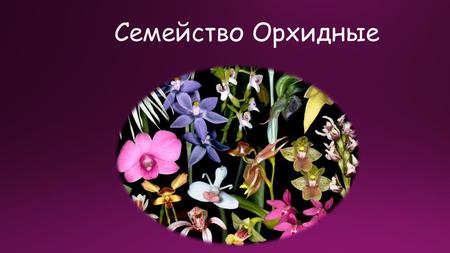 Семейство Орхидные