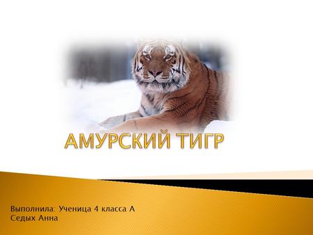 Выполнила: Ученица 4 класса А Седых Анна. Амурский тигр – самый крупный тигр в мире и единственный из тигров живущий в снегах. Обитает тигр на юго-востоке.