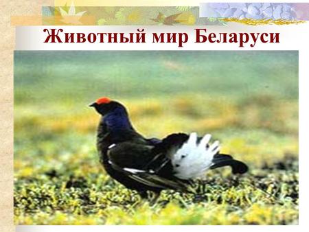 Животный мир Беларуси MyShared
