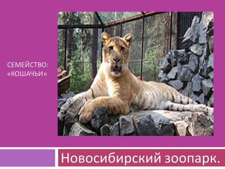 СЕМЕЙСТВО : « КОШАЧЬИ » Новосибирский зоопарк.. Распространен в горах Центральной Азии от Алтая до Гималаев и от Тянь - Шаня до Восточного Тибета. Обитает.