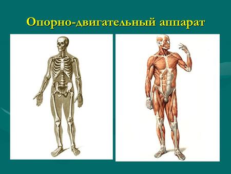 Опорно-двигательный аппарат. Аппарат движения состоит из 3-х систем органов: 1.Костной системы. 2.Соединений костей. 3.Мышц.