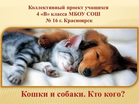 Коллективный проект учащихся 4 «В» класса МБОУ СОШ 16 г. Красноярск Кошки и собаки. Кто кого?
