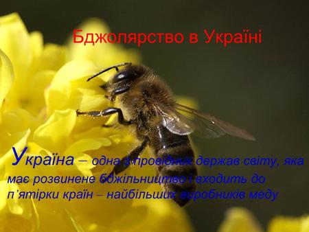 Бджолярство в Україні У країна – одна з провідних держав світу, яка має розвинене бджільництво і входить до п ятірки країн – найбільших виробників меду.